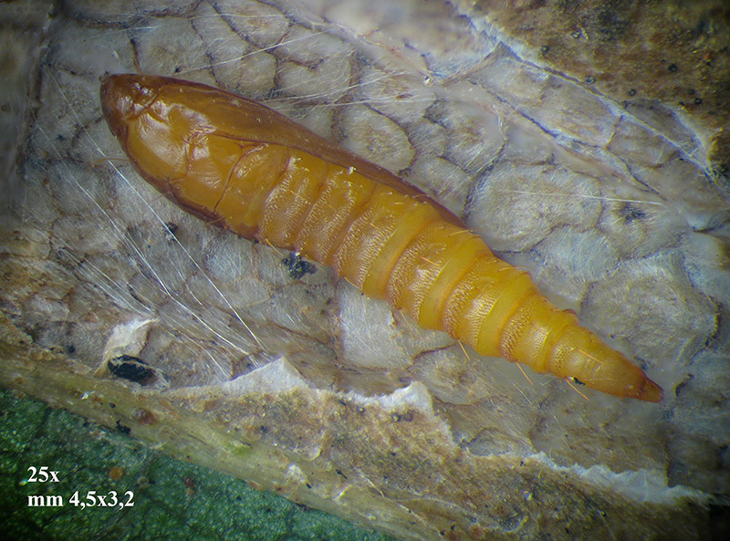 Phyllonorycter su ontano con parassitoidi